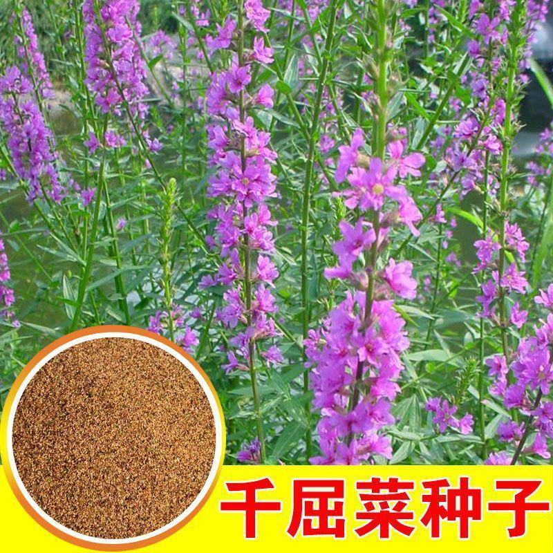 千屈菜种子，水生花卉水柳种子景观花卉耐寒多年生花种子花籽