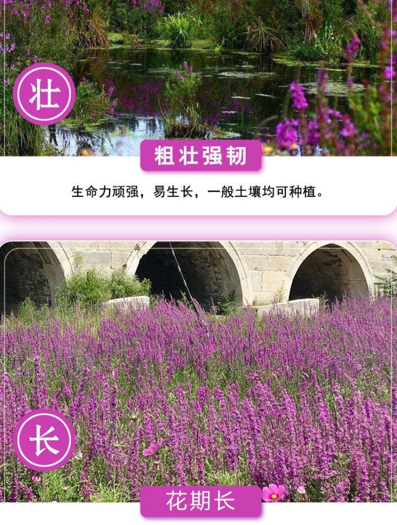千屈菜种子，水生花卉水柳种子景观花卉耐寒多年生花种子花籽