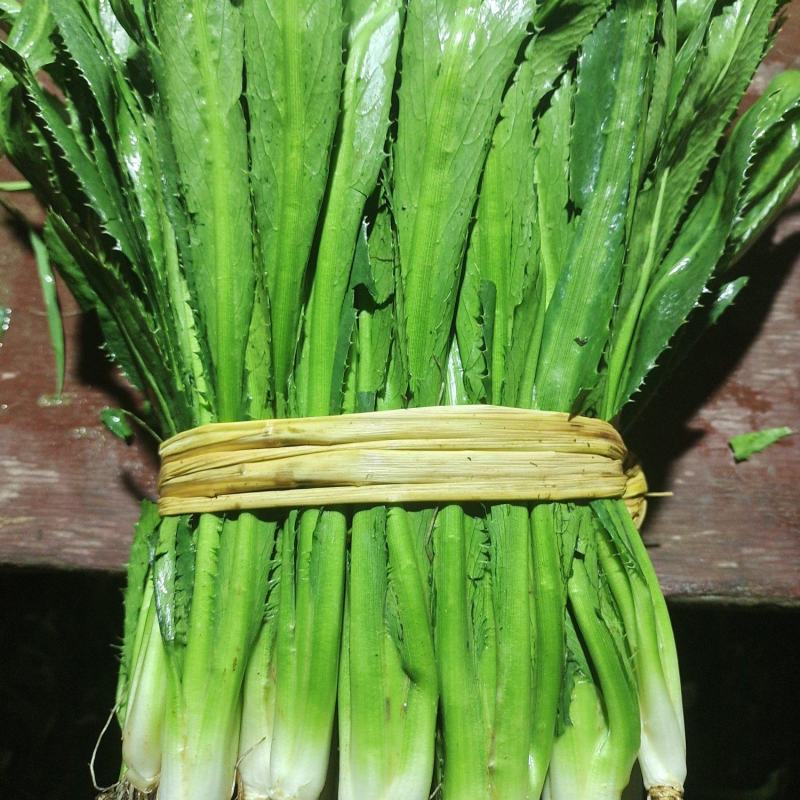 大芫茜直销