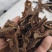骨碎补纯野生岩石生货符合药典含量高大量供货欢迎咨询