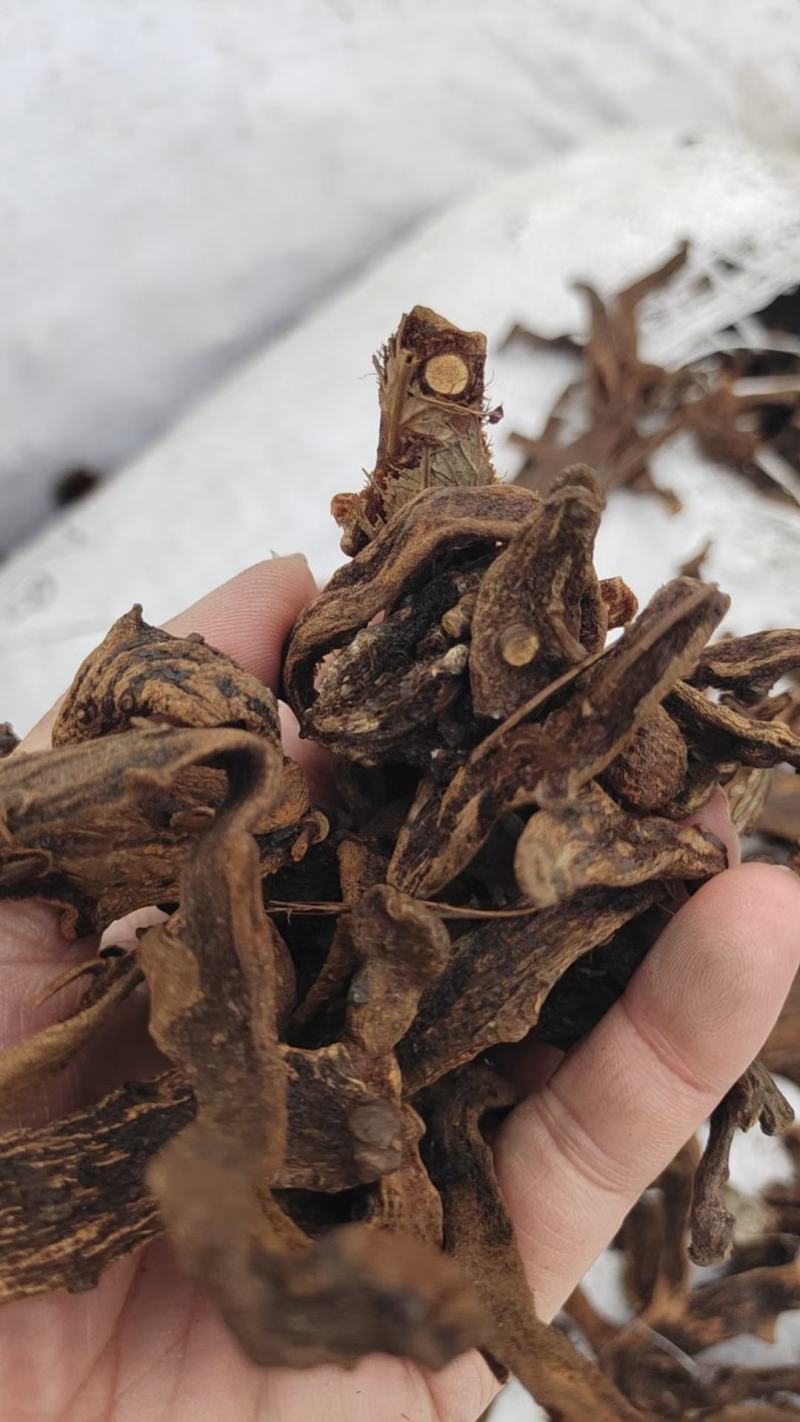 骨碎补纯野生岩石生货符合药典含量高大量供货欢迎咨询