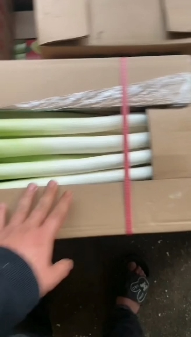 福建刚葱严重滞销，有需要大葱速度联系，0.25