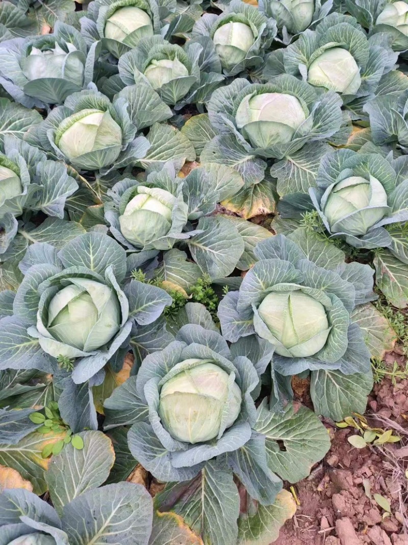 扁包菜湖南平包绿春精品奥奇娜甘蓝新鲜上市对接批发电商超市