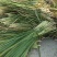 玉米杆，甘蔗尾，麦草