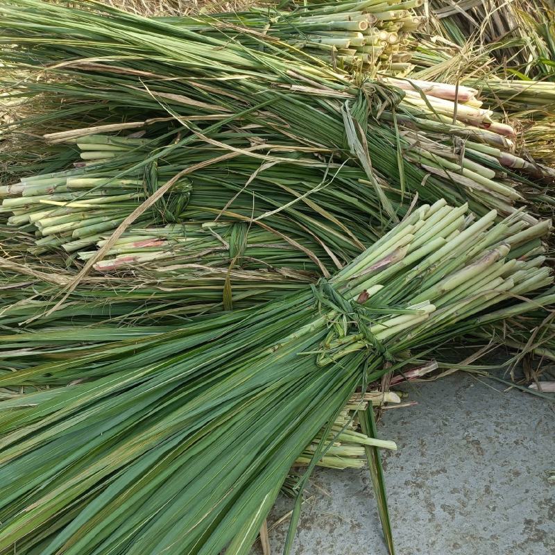 玉米杆，甘蔗尾，麦草