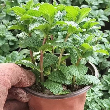 薄荷