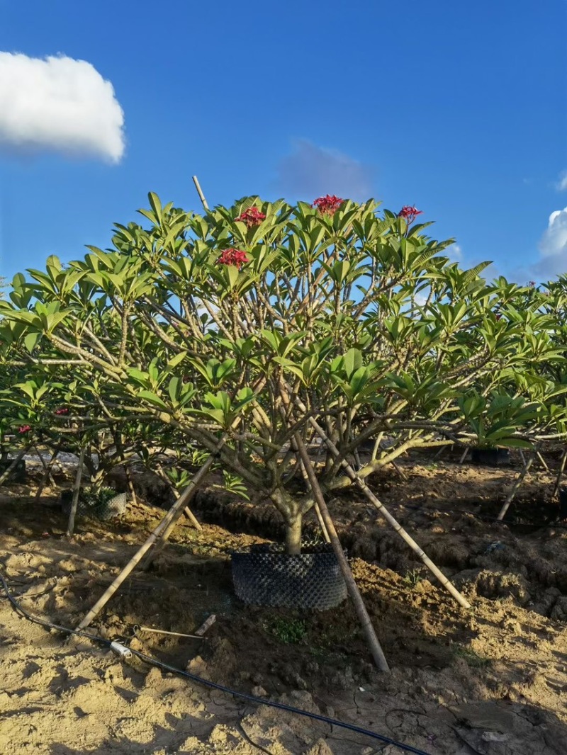 大量出售5到15的红花鸡蛋花有须要的老板联系价格实惠