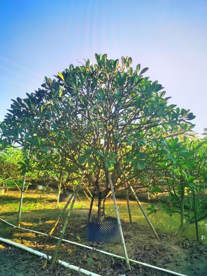 大量出售5到15的红花鸡蛋花有须要的老板联系价格实惠