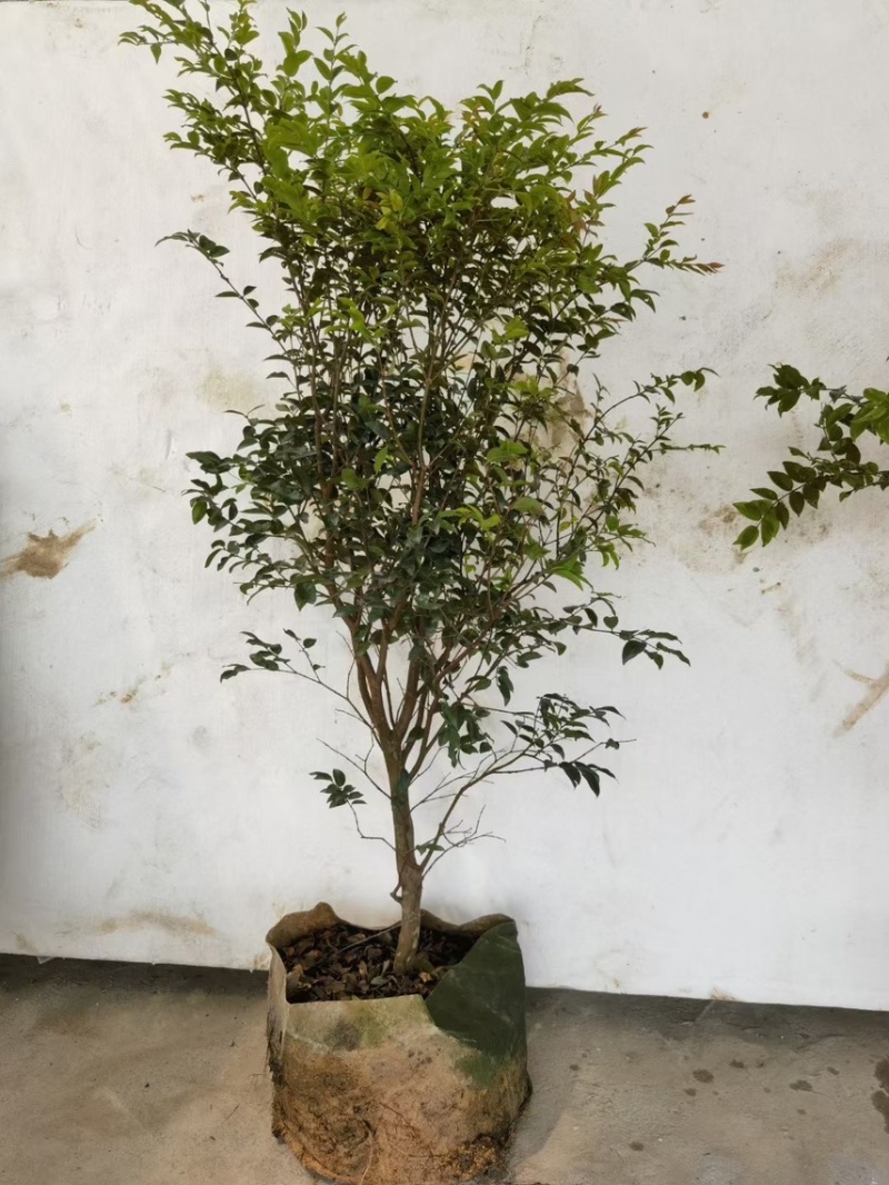 大量出售嘉宝果，有须要的老板联系我价格优惠