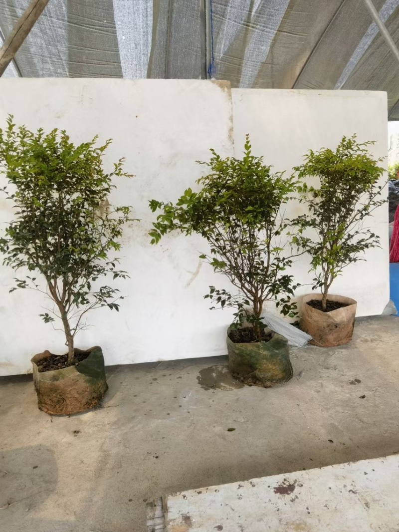 大量出售嘉宝果，有须要的老板联系我价格优惠