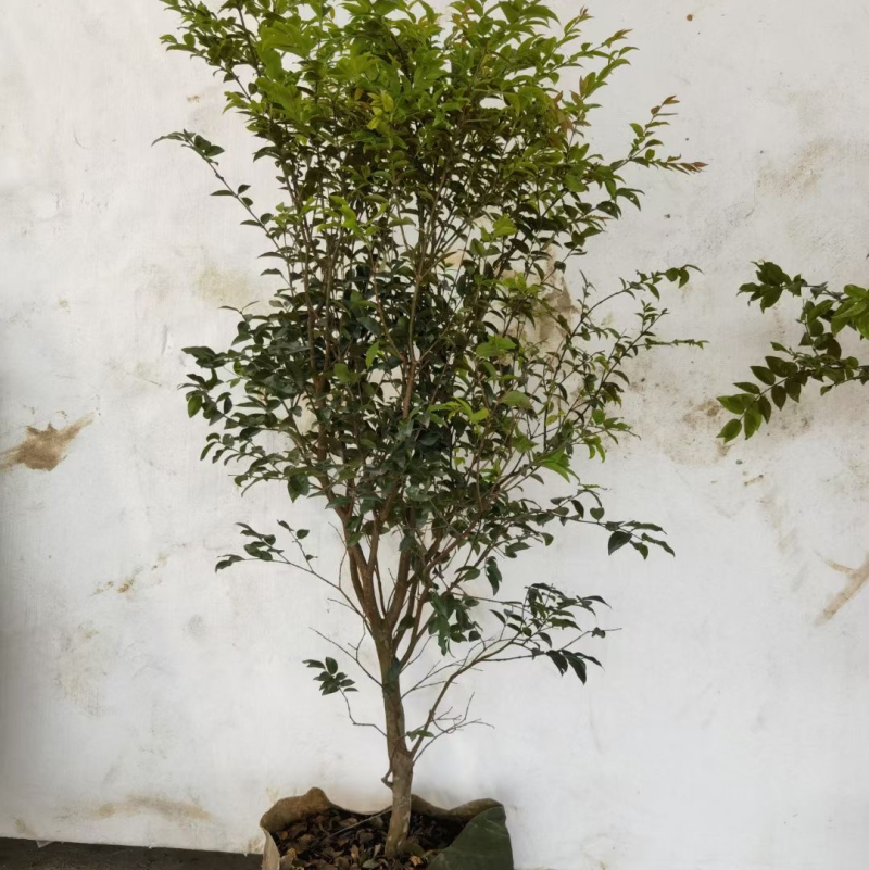大量出售嘉宝果，有须要的老板联系我价格优惠