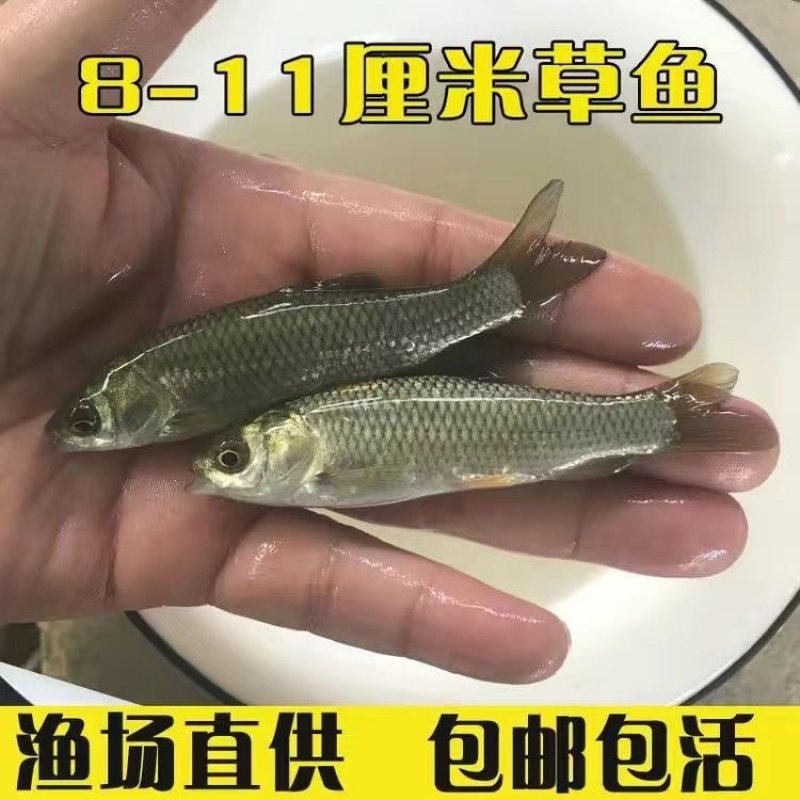 草鱼苗