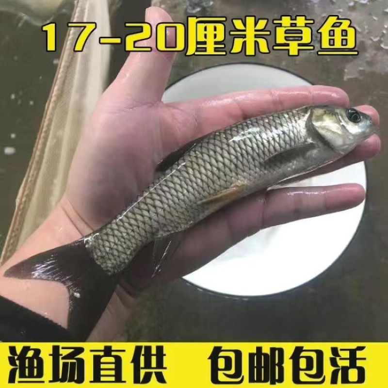 草鱼苗