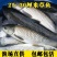 草鱼苗