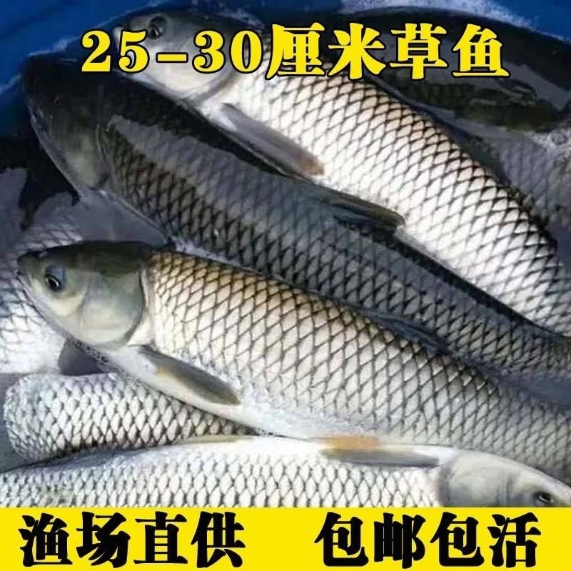草鱼苗