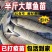 草鱼苗