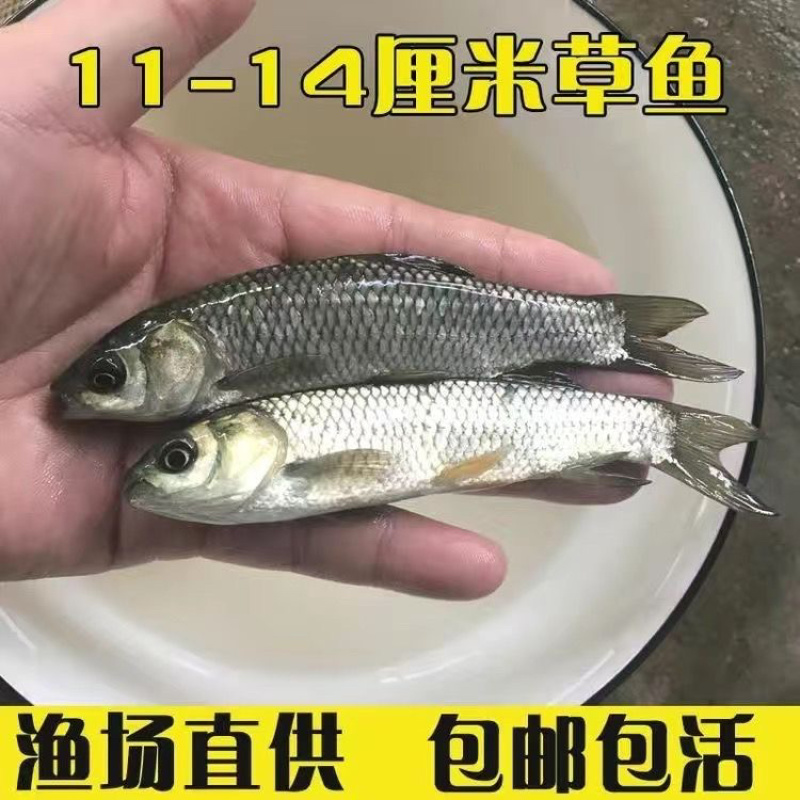草鱼苗