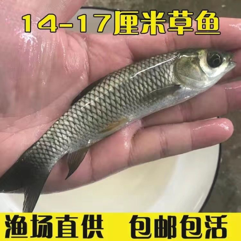 草鱼苗