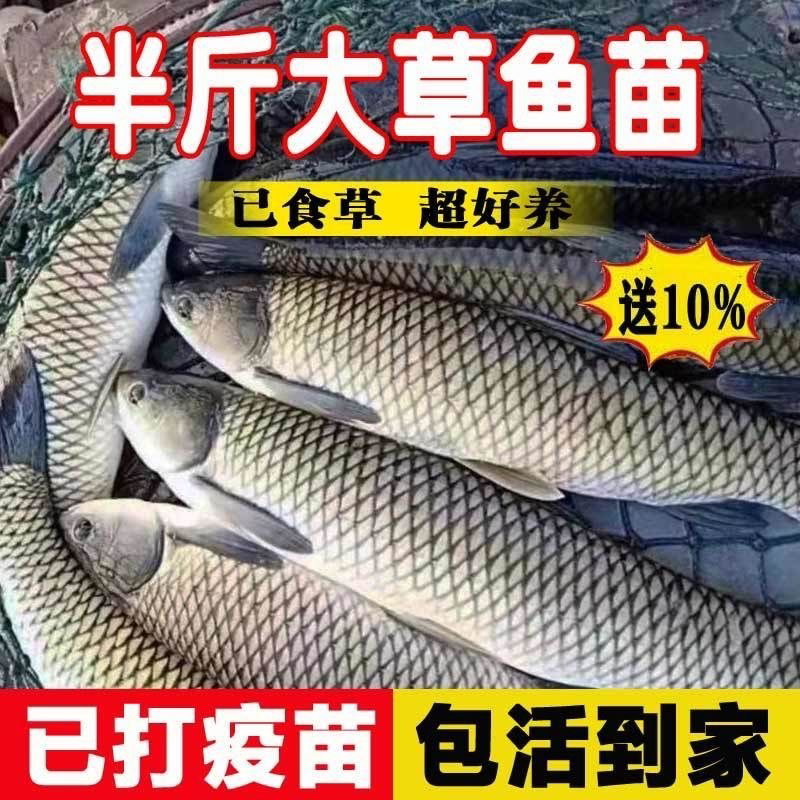 草鱼苗
