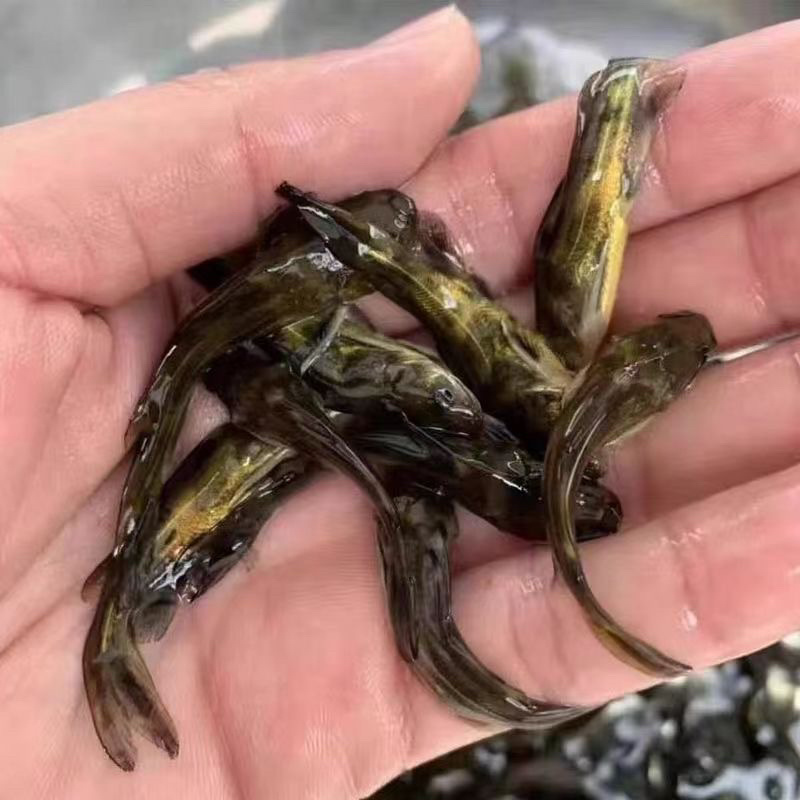 黄骨鱼苗