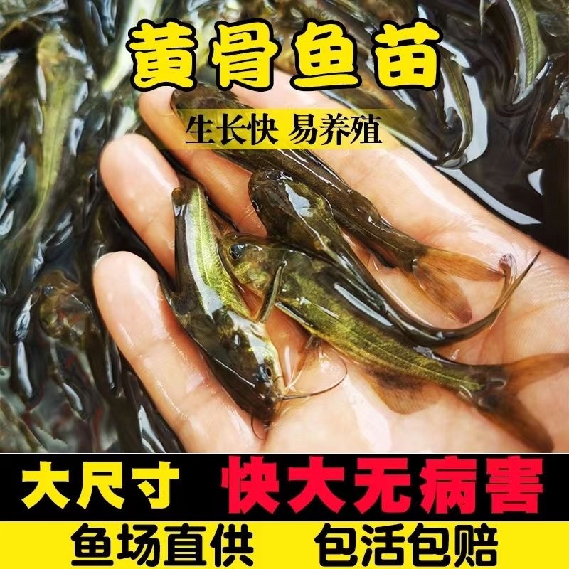 黄骨鱼苗