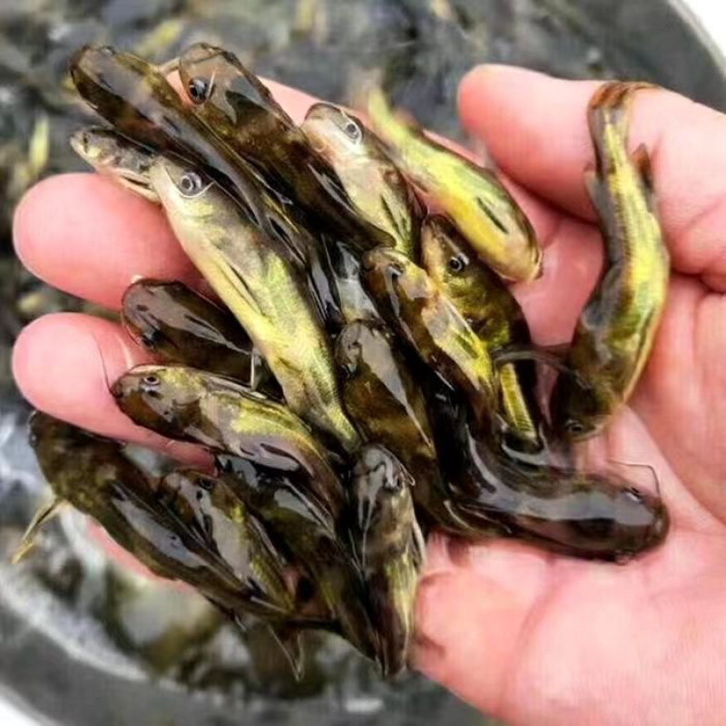 黄骨鱼苗
