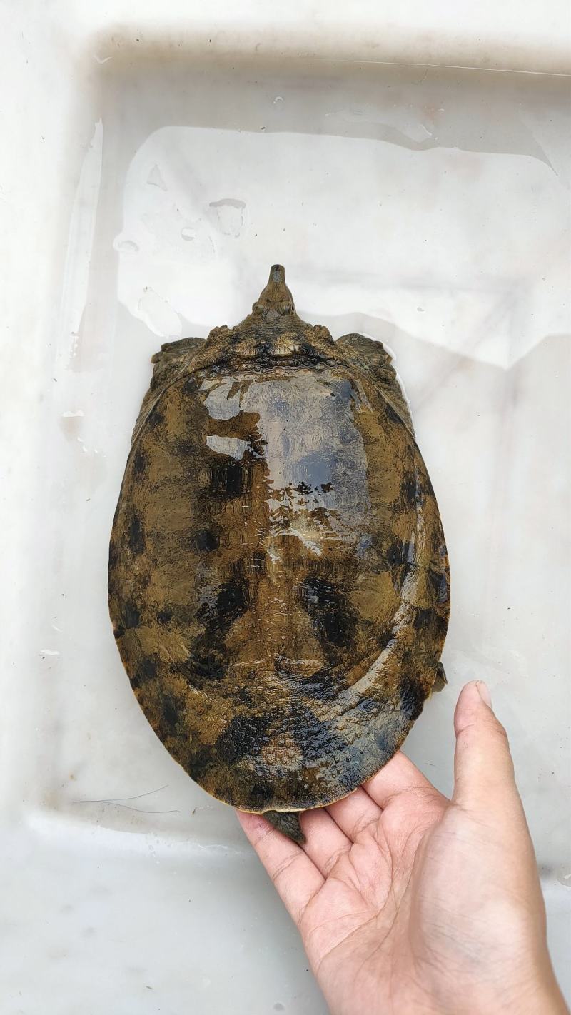 黄壳甲鱼土甲鱼团鱼
