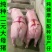 新美系大白精品种母猪