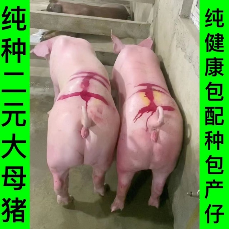 新美系大白精品种母猪