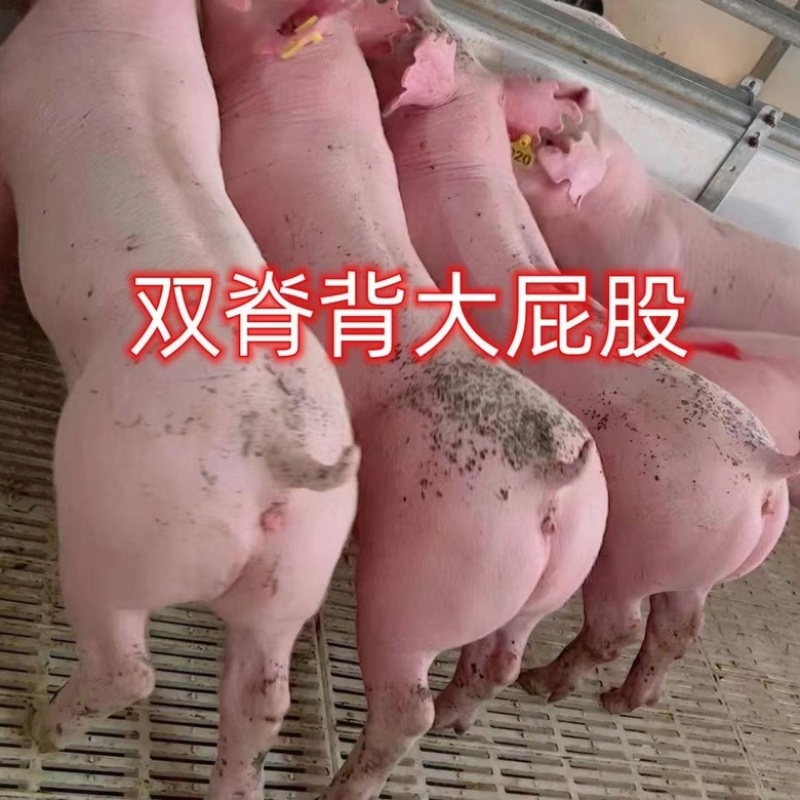 新美系大白精品种母猪