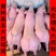 新美系大白精品种母猪