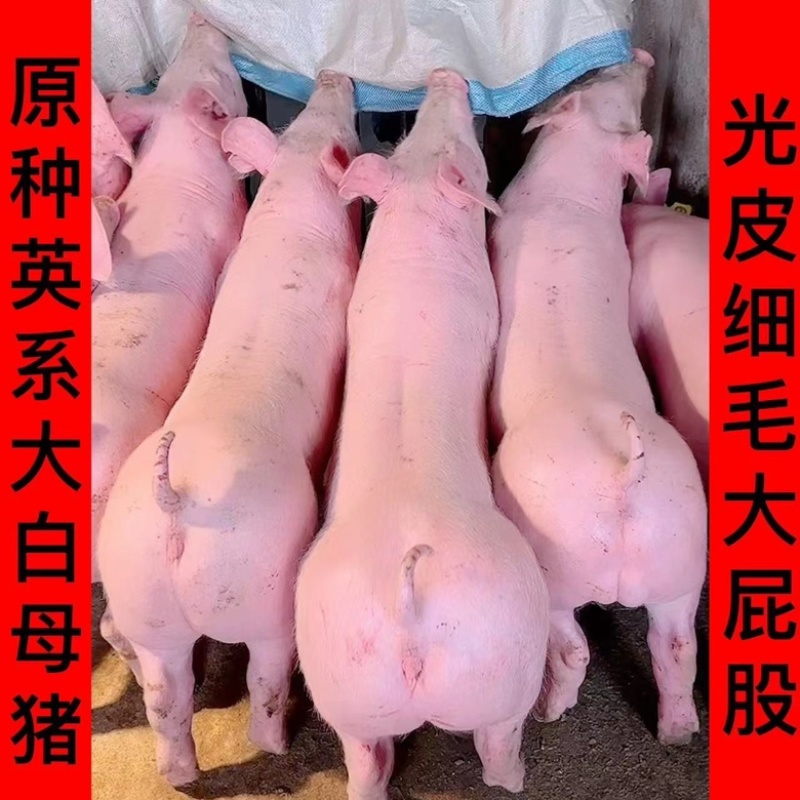 新美系大白精品种母猪