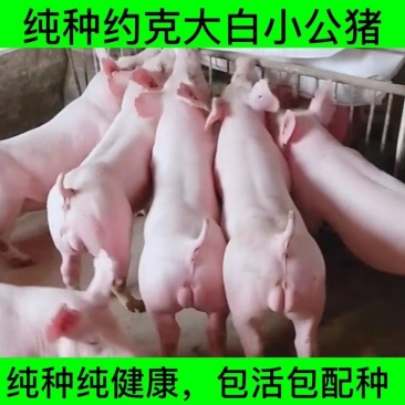 新美系大白精品种母猪