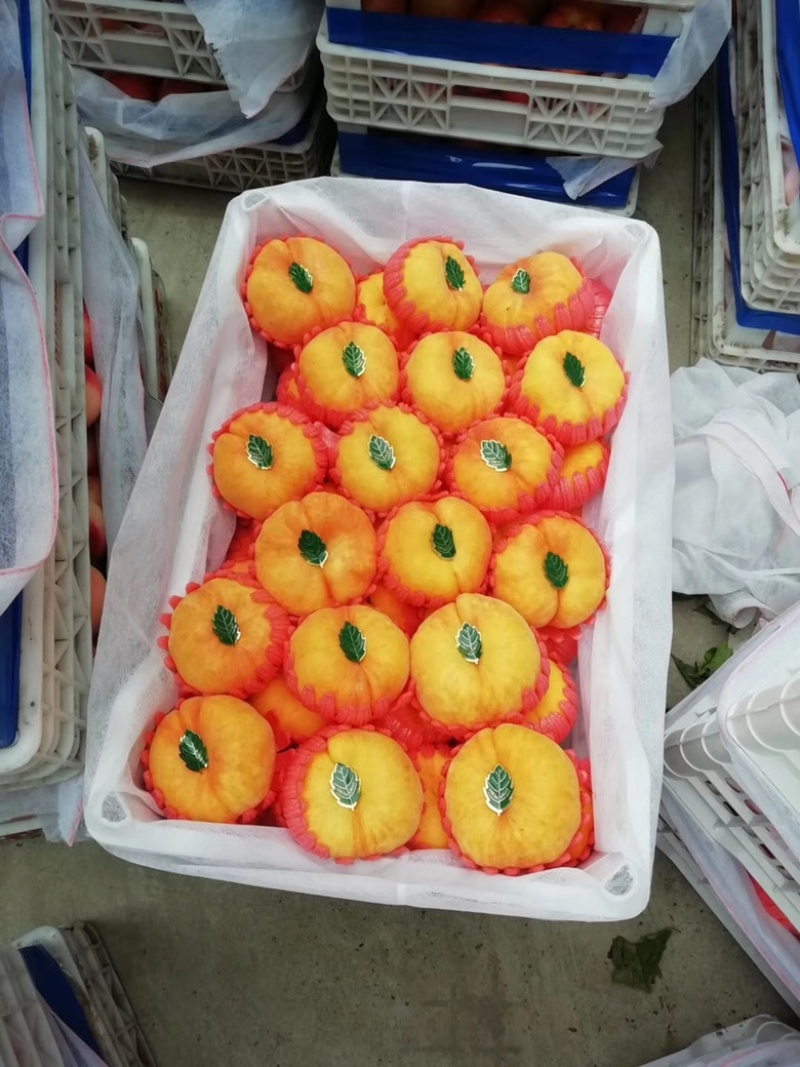 油蟠桃树苗，新品种油蟠桃苗，油蟠7桃苗，产量高口感好
