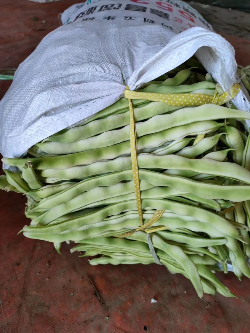 【原产地，白不老九粒白芸豆，老来少芸豆货源充足，价格优惠