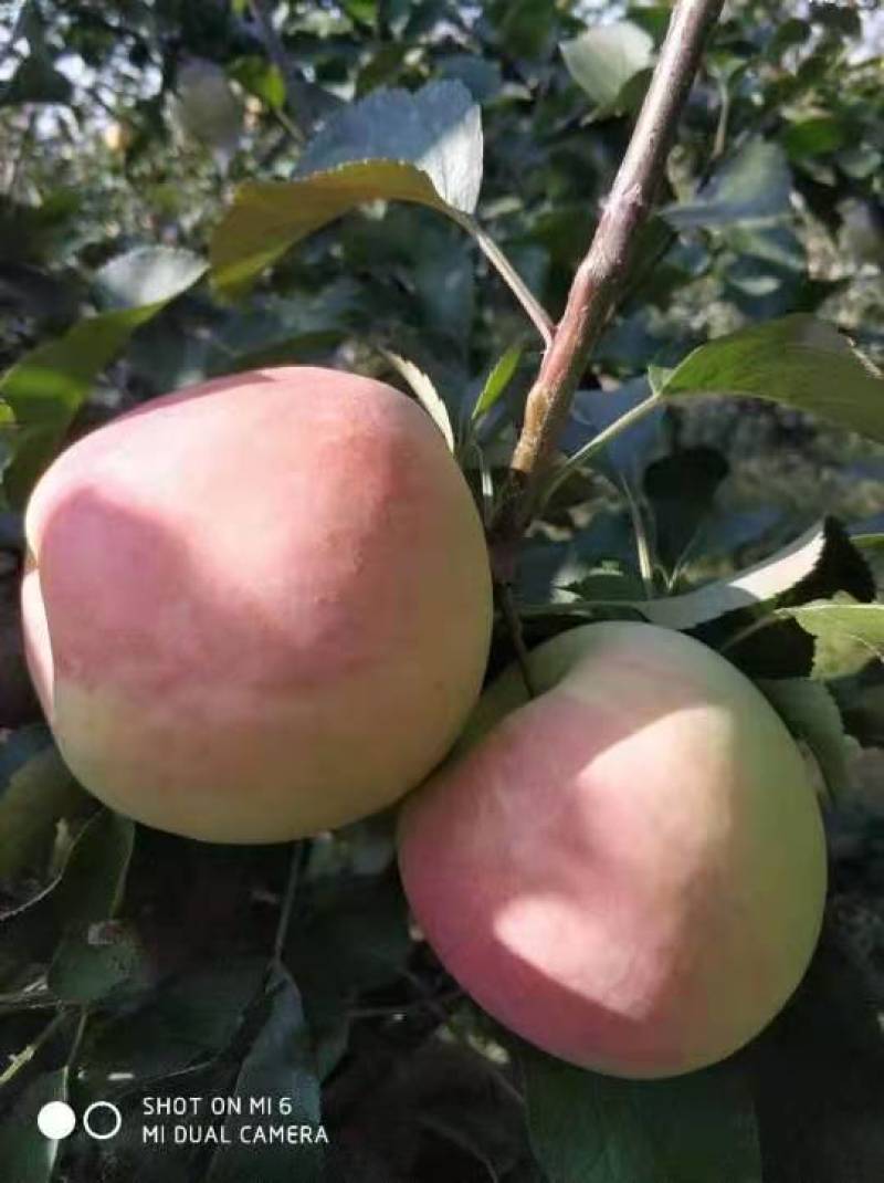 适合全国栽植的水蜜桃苹果树苗80cm以上