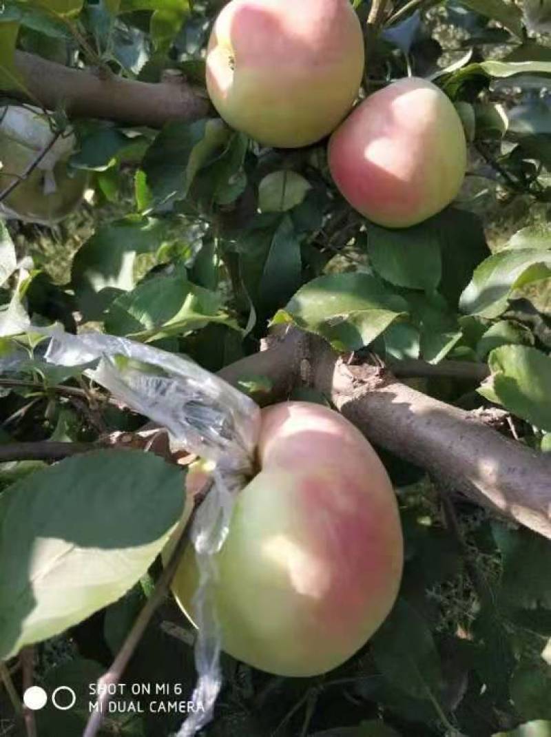 适合全国栽植的水蜜桃苹果树苗80cm以上