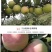 适合全国栽植的水蜜桃苹果树苗80cm以上