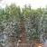 适合全国栽植的水蜜桃苹果树苗80cm以上