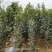 适合全国栽植的水蜜桃苹果树苗80cm以上