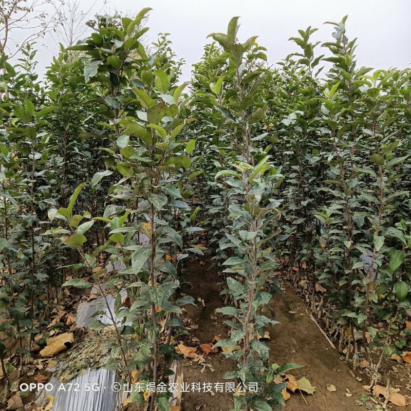 适合全国栽植的水蜜桃苹果树苗80cm以上