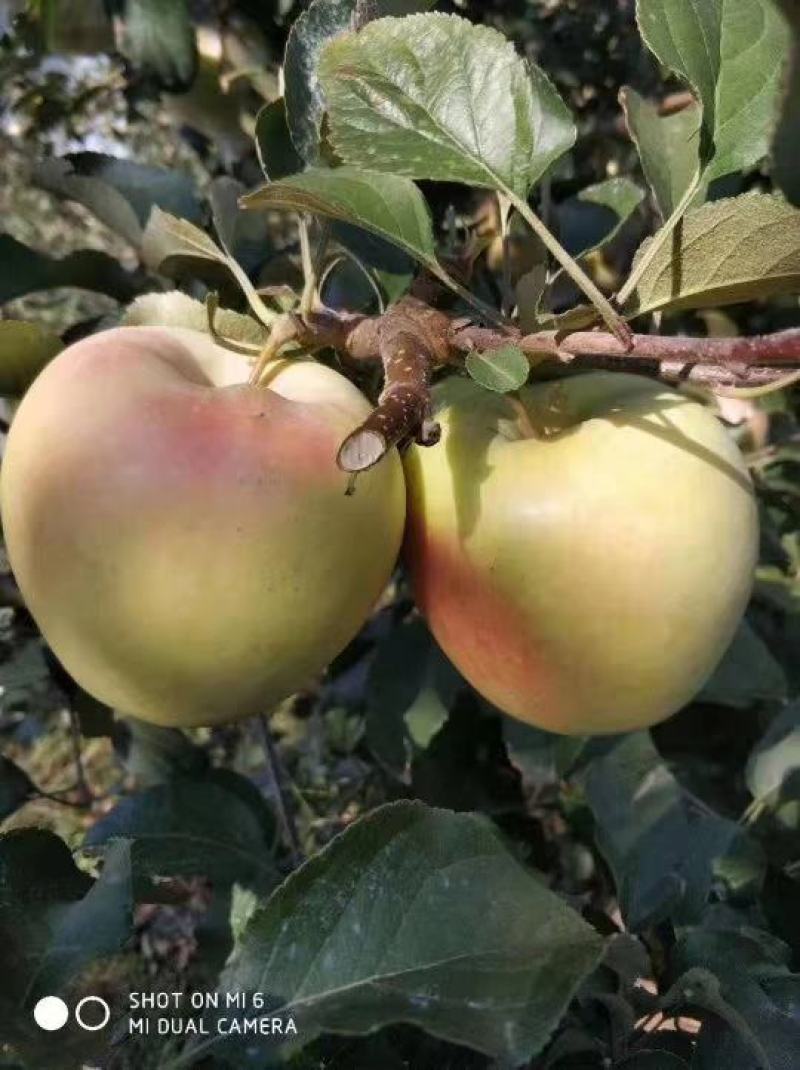 适合全国栽植的水蜜桃苹果树苗80cm以上