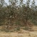 适合全国栽植的水蜜桃苹果树苗80cm以上