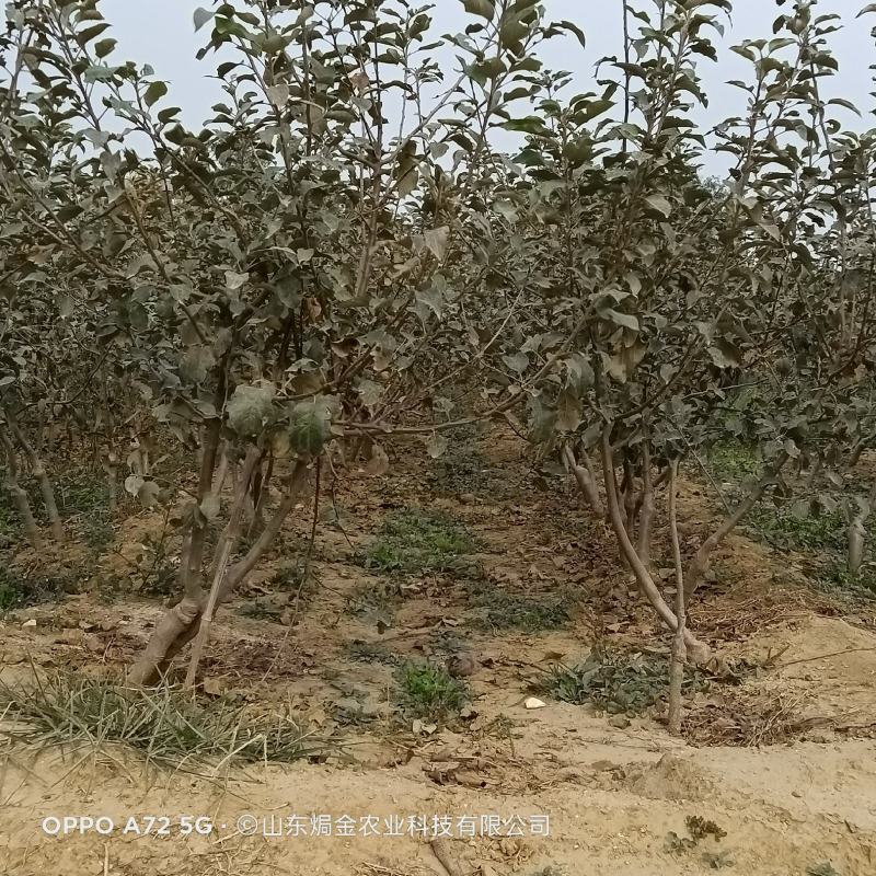适合全国栽植的水蜜桃苹果树苗80cm以上