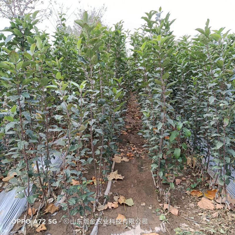 适合全国栽植的水蜜桃苹果树苗80cm以上
