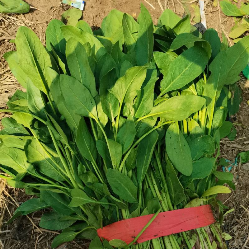 河北邯郸现在小叶菠菜大量上市，量大从优