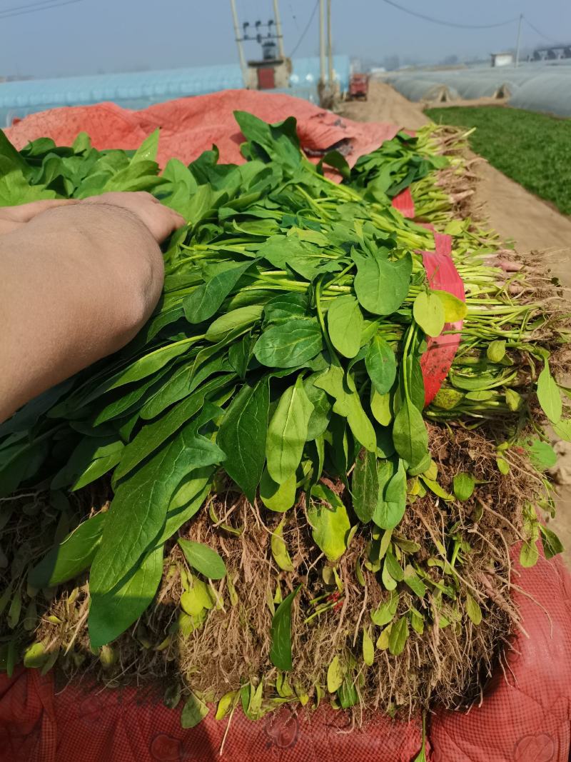 河北邯郸现在小叶菠菜大量上市，量大从优