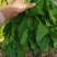河北邯郸现在小叶菠菜大量上市，量大从优