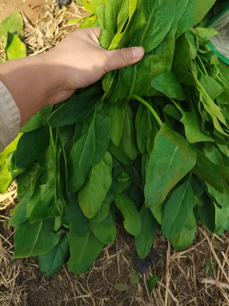 河北邯郸现在小叶菠菜大量上市，量大从优