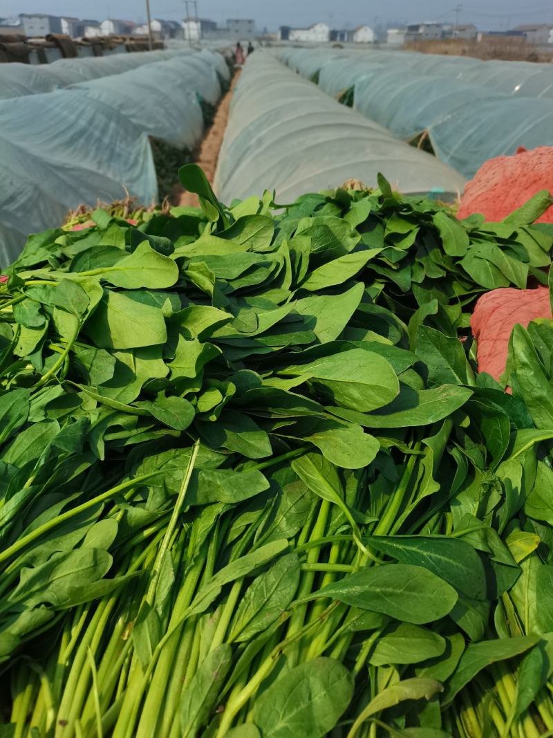河北邯郸现在小叶菠菜大量上市，量大从优
